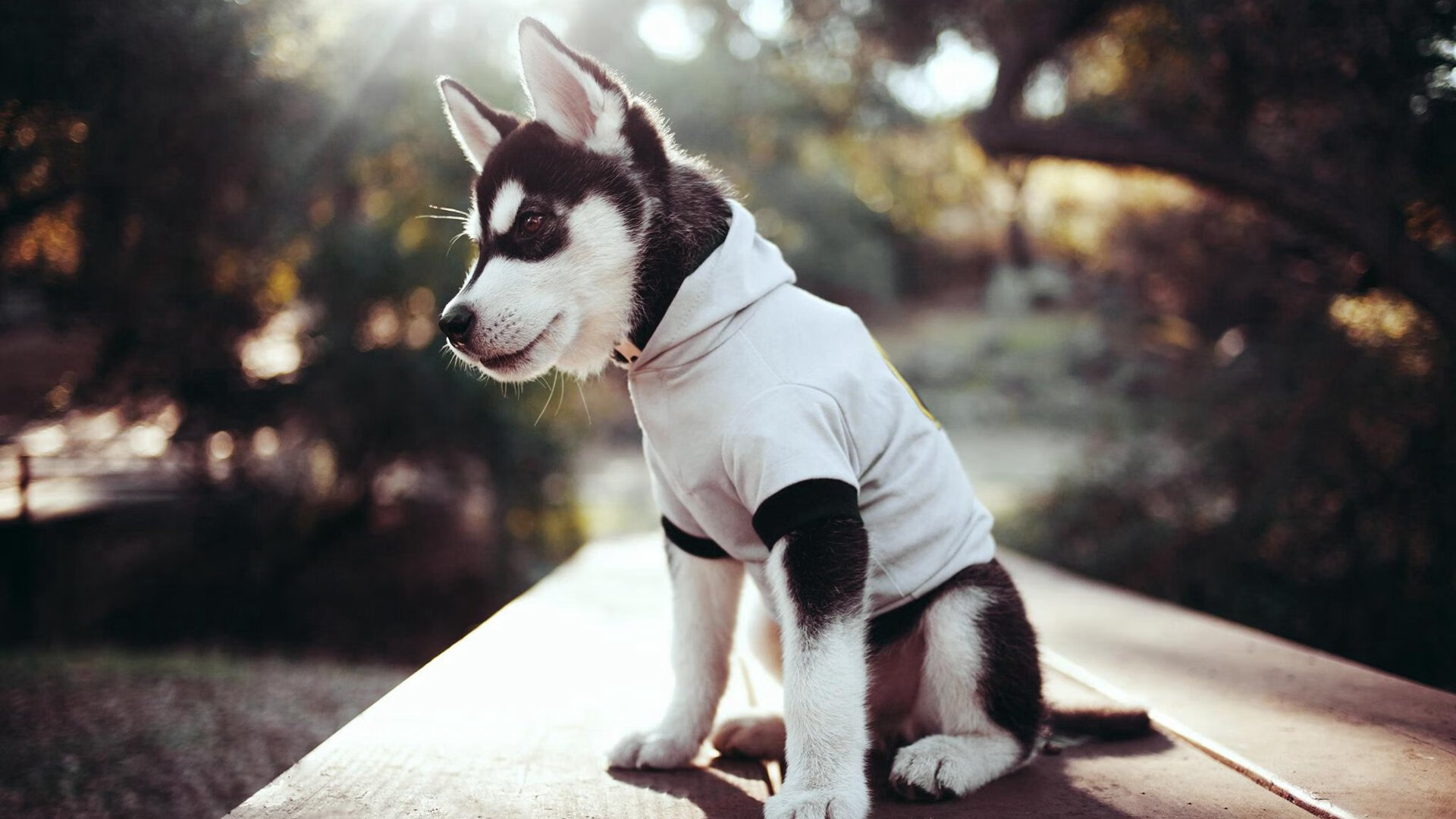 红魔出埃及记，当绿茵场与绿呢台的征服者一同接管比赛