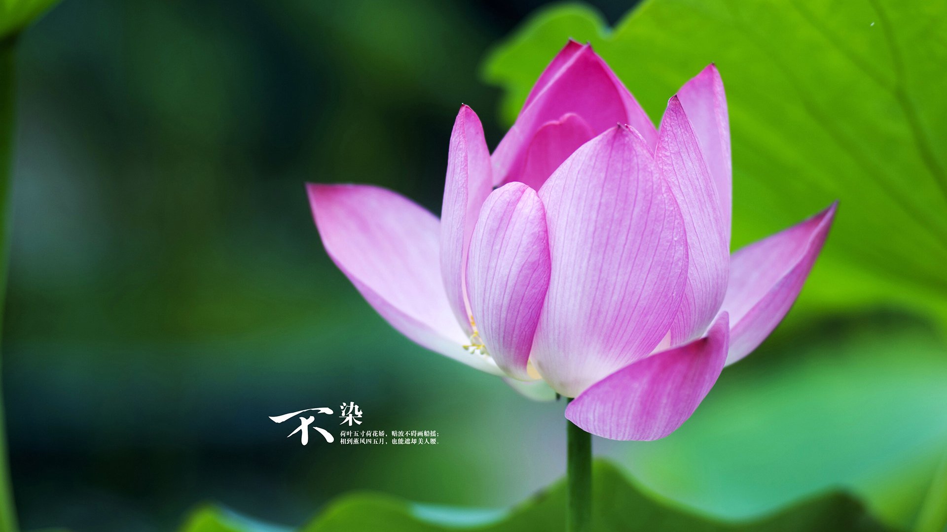 卡塔尔关键战突围德国，富安健洋在F1年度争冠接管比赛