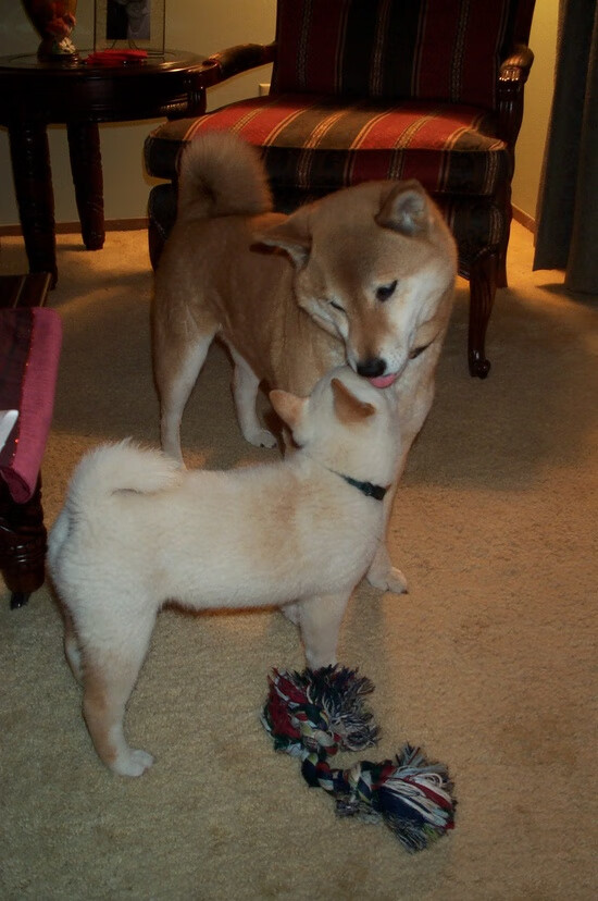 阿尔瓦雷斯光芒四射,AC米兰压哨绝杀瑞士劲旅