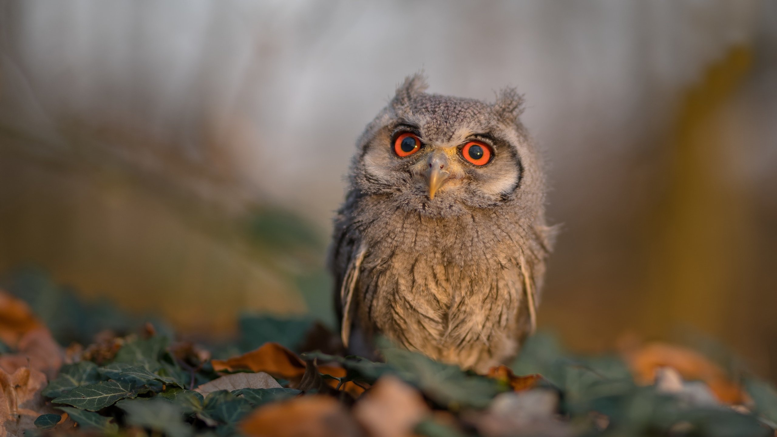 锋芒毕露,拜仁对阵马赛中,格纳布里如何持续撕裂马赛防线