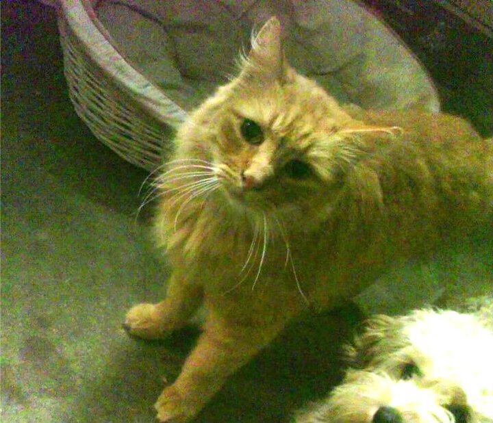 开云平台-绿茵场上的双重焦点，西甲国家德比的传承与法国封锁克罗地亚的战术奥秘