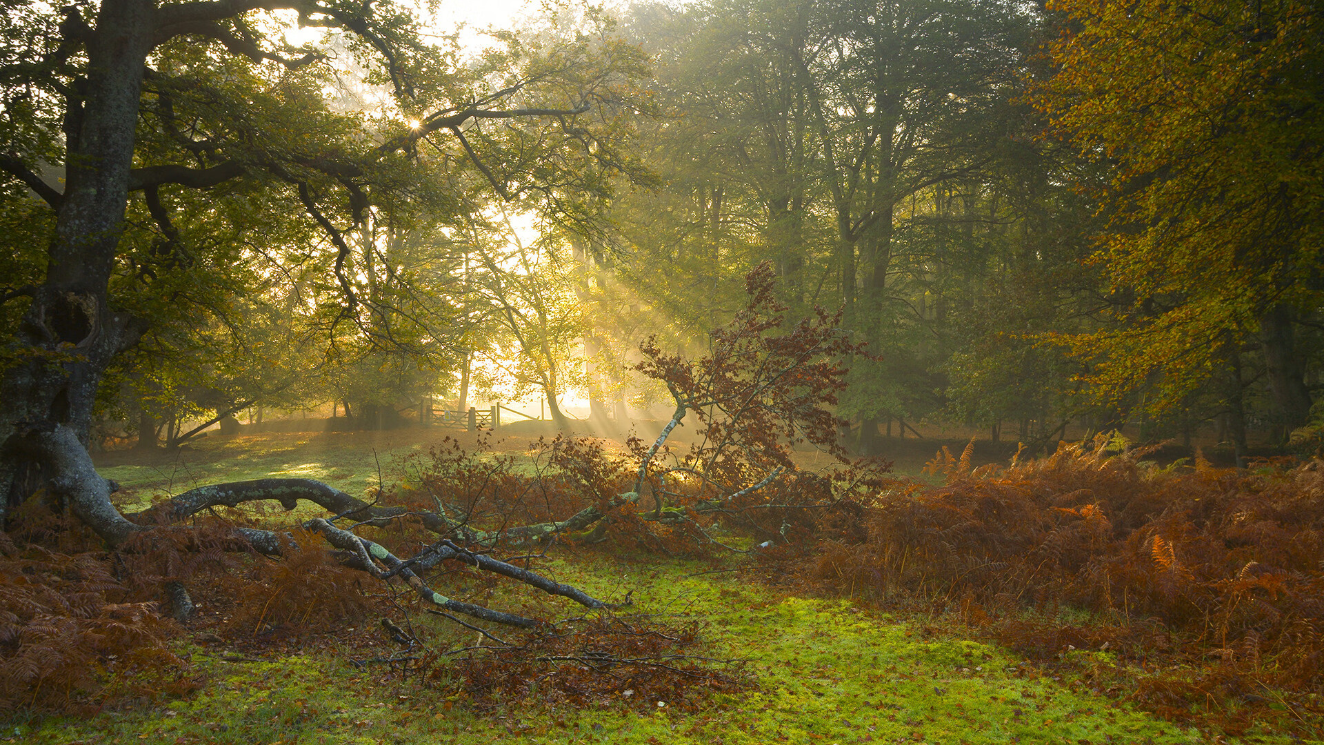 开云体育登录-布伦森赛后评分拉满！绿军铁蹄踏破雄鹿，东部新王当立？