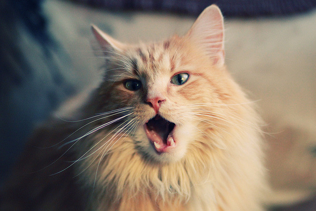 决战之巅，意甲与NBA的平行史诗