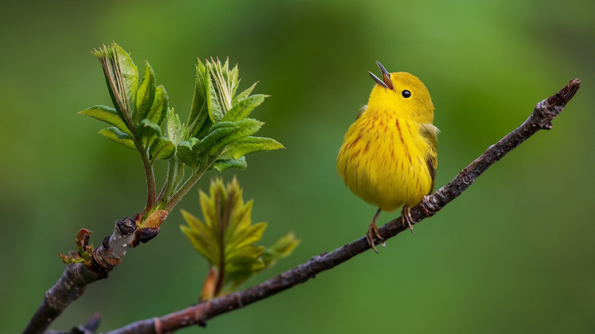 西决生死战，安哥拉最后一秒绝杀雷恩，非洲篮球史诗之夜