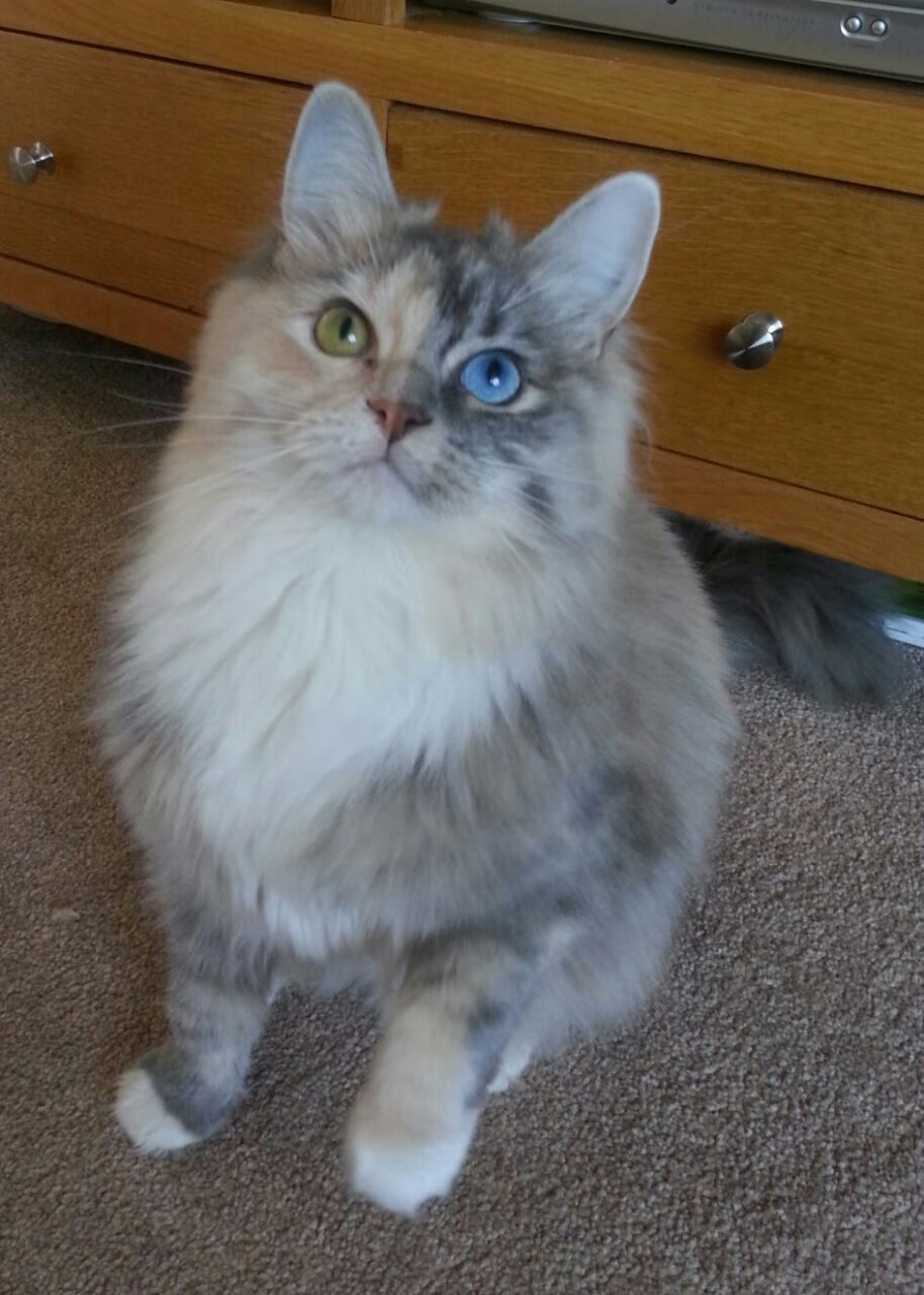 开云平台-铁血洪都拉斯撕碎墨西哥战袍，卡瓦哈尔生涯封神夜