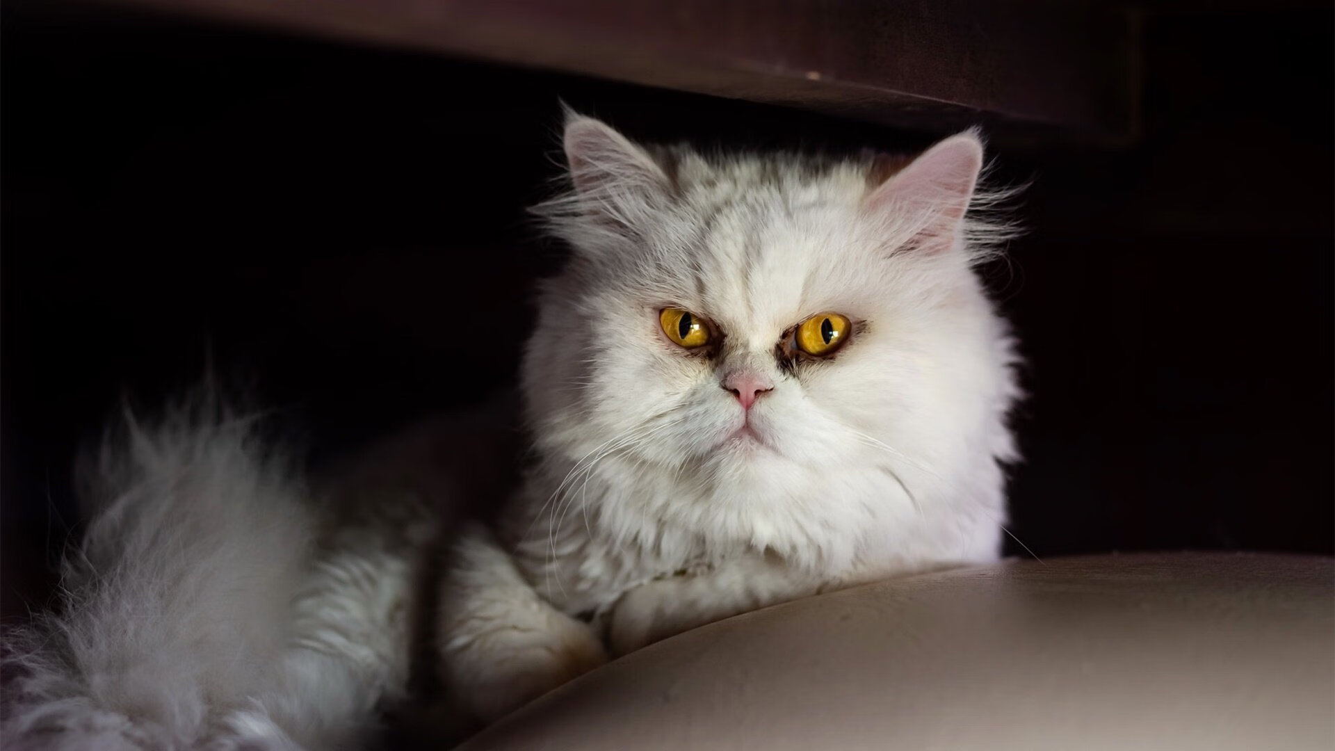 战术制胜，秘鲁压制阿根廷，苏亚雷斯闪耀关键先生