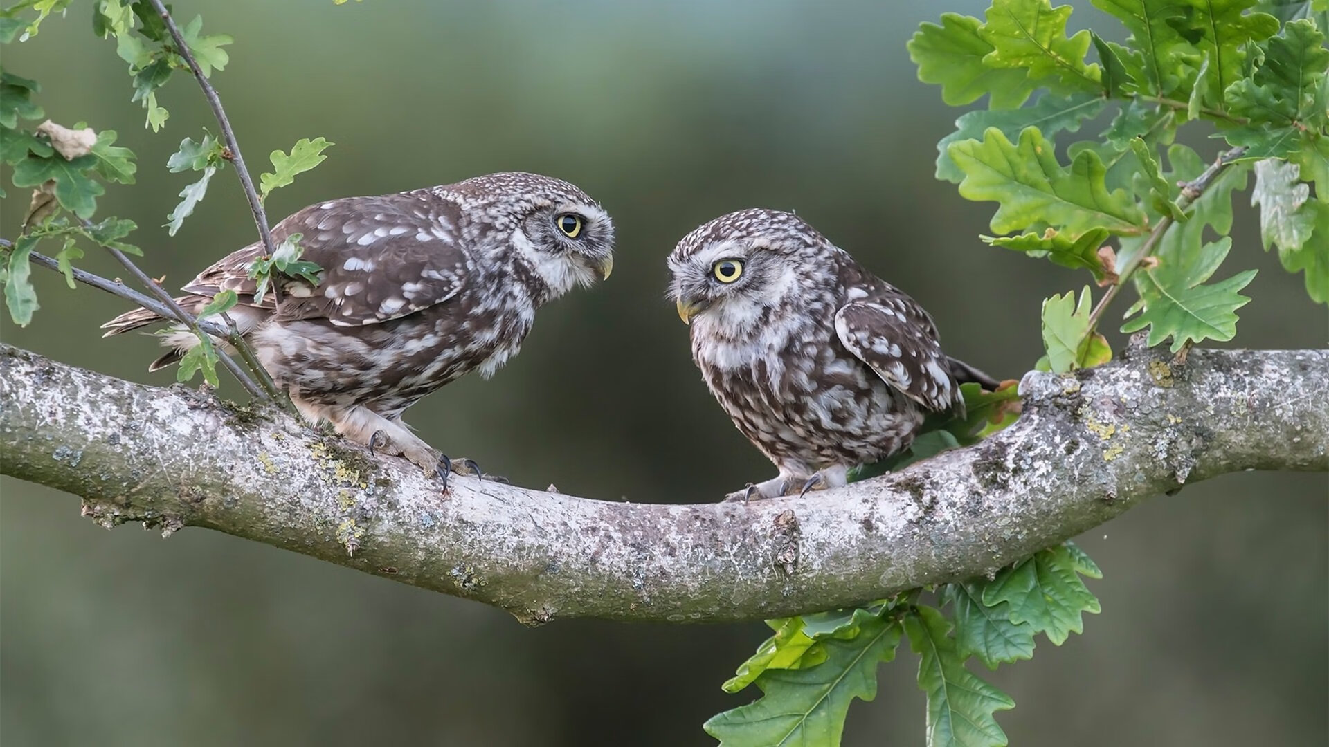 保罗攻防转换核心引领风暴,76人火力全开压制奇才