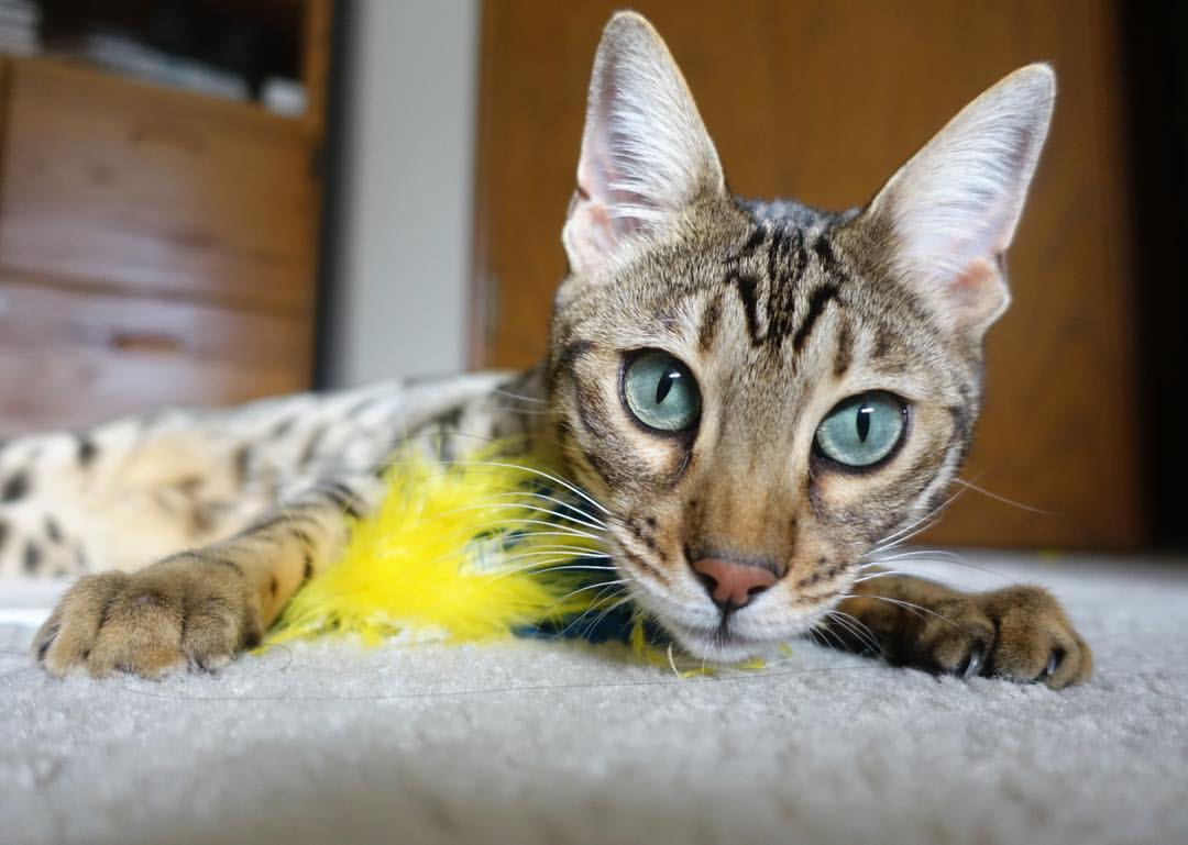 欧文锁死对手却难救主！雄鹿团队铁蹄无情横扫独行侠