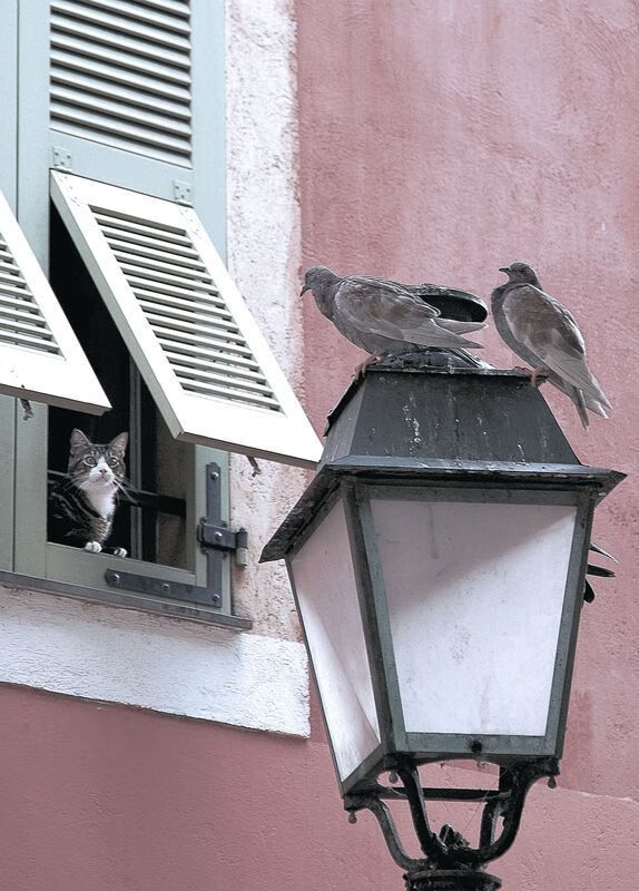 -绿茵与极速的双重变奏，新西兰的奇迹淘汰与迪巴拉的赛道狂飙