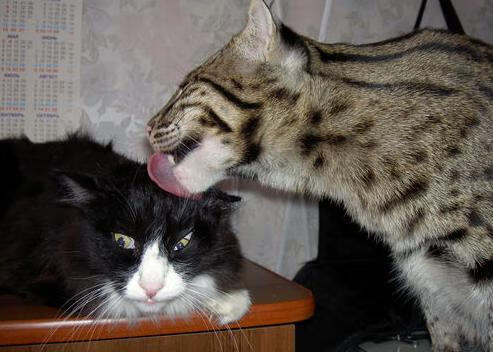 绿茵法则,当奥斯梅恩进入无解领域