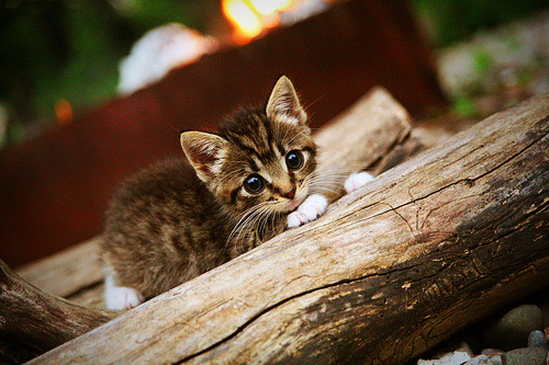 开云体育平台APP-世界排名之夜，莱奥一剑封喉