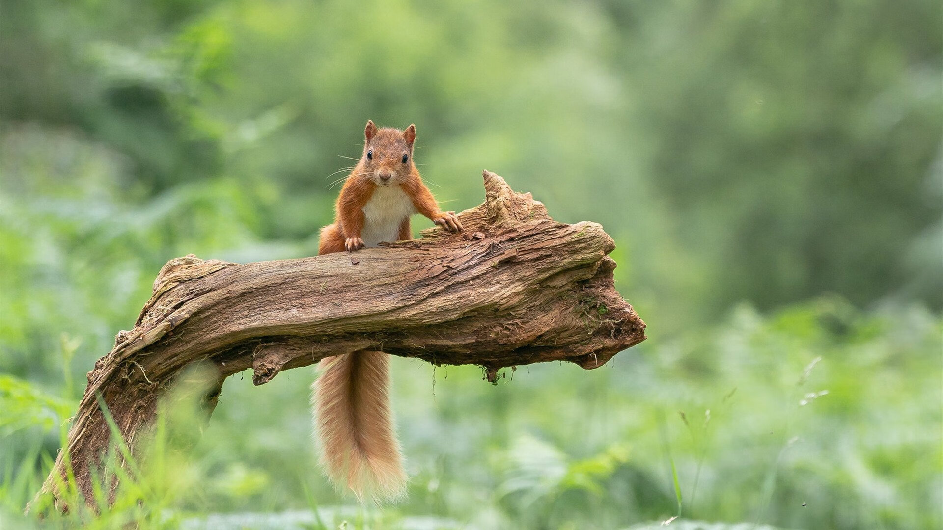 卡瓦哈尔爆发！加纳决胜局惊险带走马里