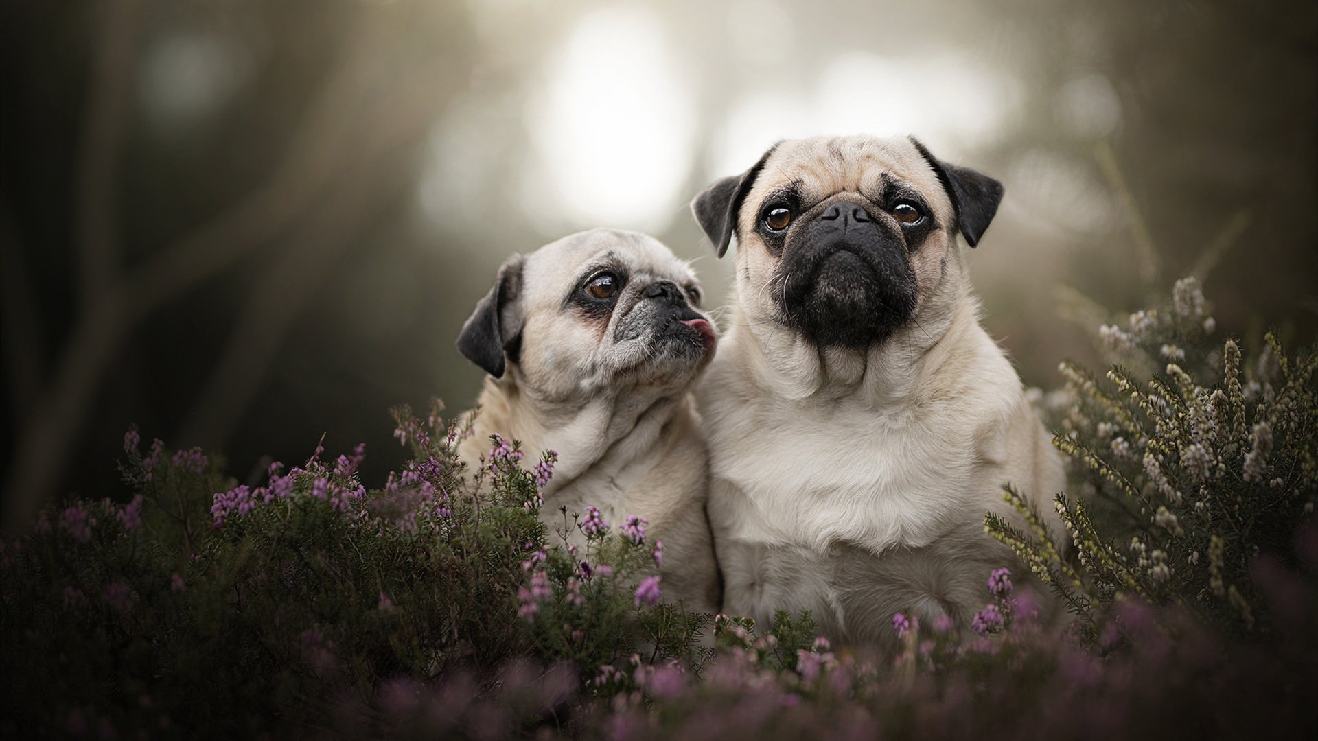东决封神夜，阿尔瓦雷斯的制胜一投如何点燃一座城